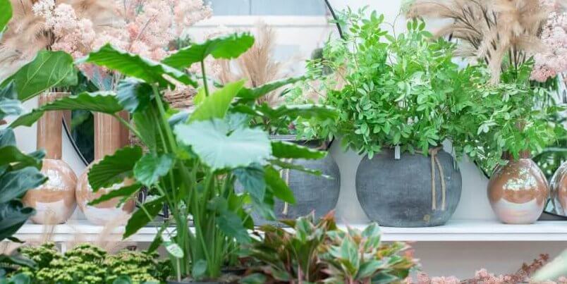 woonwinkel-tuincentrum-huiting-kamerplanten-woonplanten.960x0